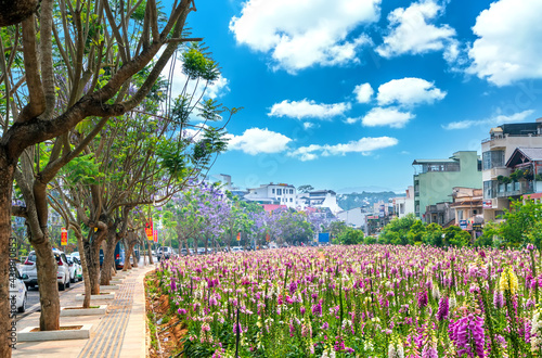 The foxglove flowers blossoming in the garden of the city park attracts tourists to visit and take photos in the summer morning in Da Lat, Vietnam. © huythoai