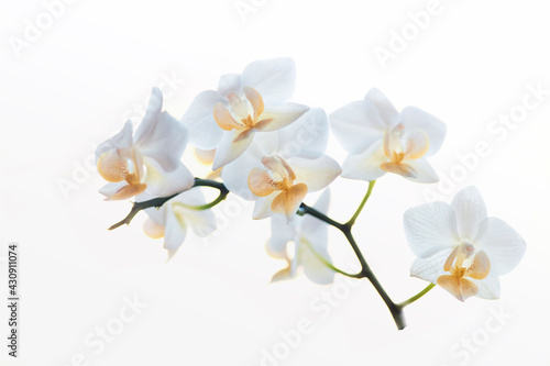 Fototapeta Naklejka Na Ścianę i Meble -  High key Orchid Bloom