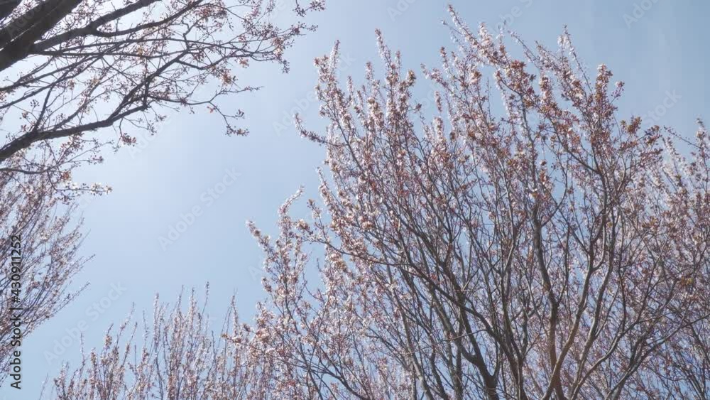 Blooming purple leaf plum flower,Prunus Cerasifera Ehrhar f. atropurpurea Blooming purple leaf plum flower,Prunus Cerasifera Ehrhar f. atropurpurea