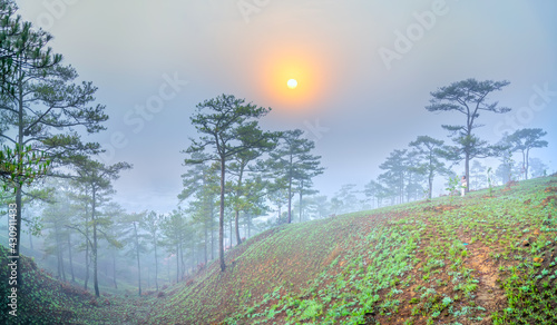 Dawn on the plateau when the sun was shining down wake-covered pine forests of white fog hypothalamus welcome new day in peace.