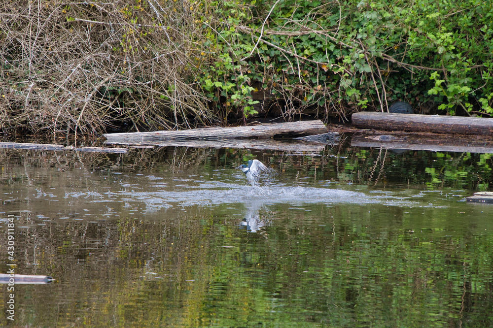 A belted kingfisher shooting out of the water. West Vancouver BC Canada
A belted kingfisher shooting out of the water. West Vancouver BC Canada