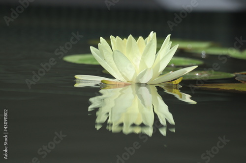 Water lily floating in the pond japan kanagawa