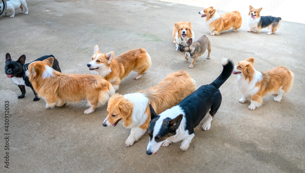 Adorable puppies are playing in domesticated pet. They are very friendly and good excessively should choose as pets in your home to close to children Adorable puppies are playing in domesticated pet. They are very friendly and good excessively should choose as pets in your home to close to children