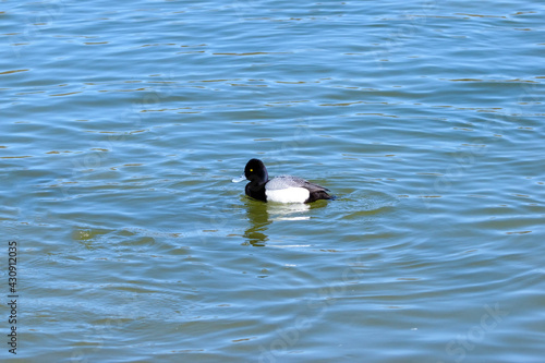 A floating Greater Scaup Duck (The Diving Duck)