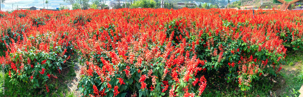 Scarlet Sage field of flowers in small garden. This is a flower resembling a red firecrackers used to decorate parks, gardens, paths in country houses