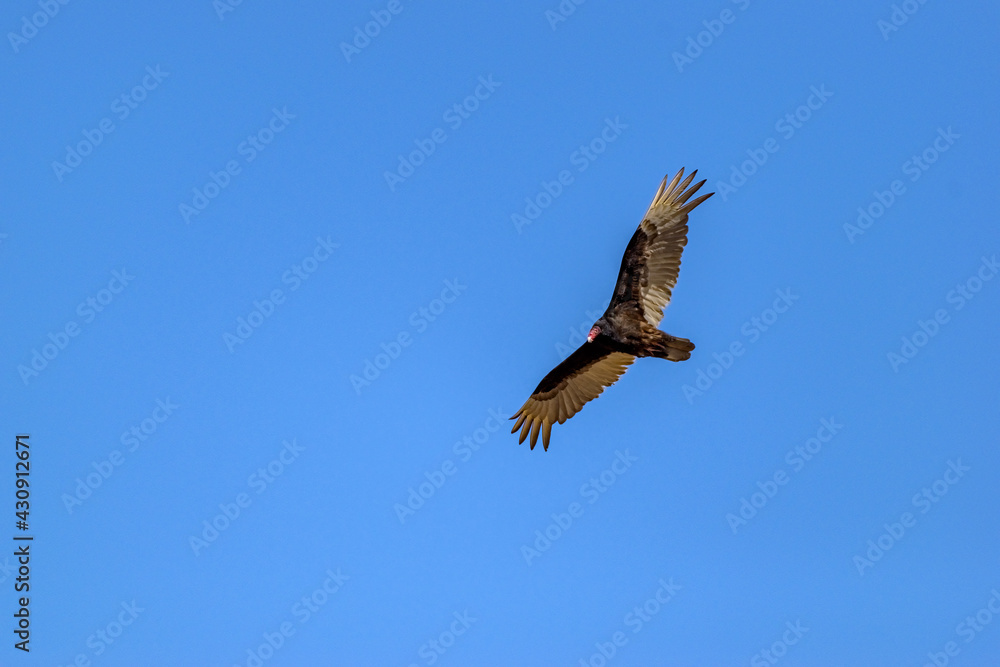 Turkey vulture in flight - Sometimes called a Turkey Buzzard