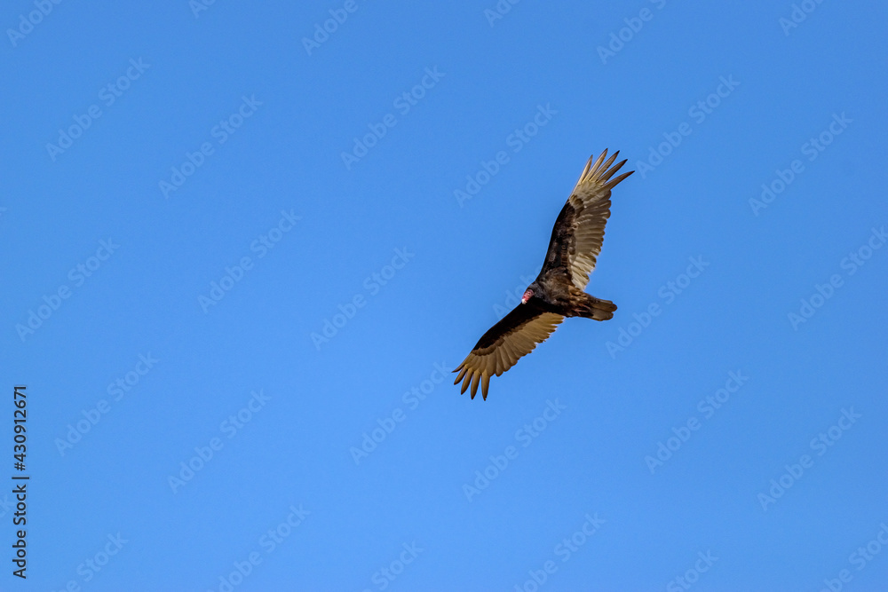 Turkey vulture in flight - Sometimes called a Turkey Buzzard Turkey vulture in flight - Sometimes called a Turkey Buzzard