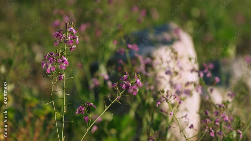 Pink Lunaria wildflower plant in meadow at sunset, shallow depth of field Pink Lunaria wildflower plant in meadow at sunset, shallow depth of field
