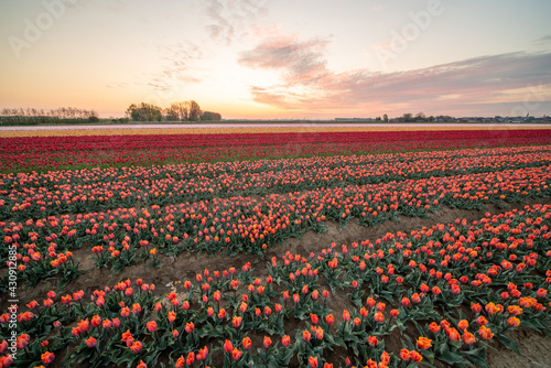 Tulips on the field