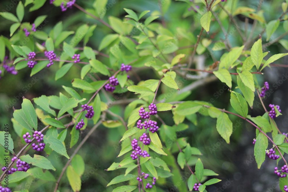 Flowers blooming in the shrine,japan,kanagawa Flowers blooming in the shrine,japan,kanagawa