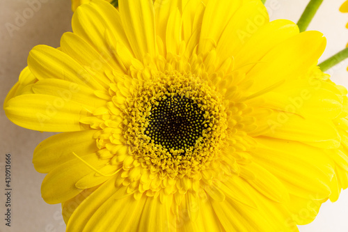 One yellow gerbera flower on yellow background