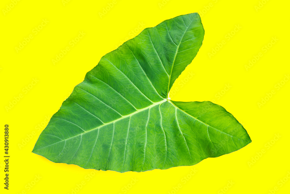 Fototapeta premium Taro leaf on yellow background.