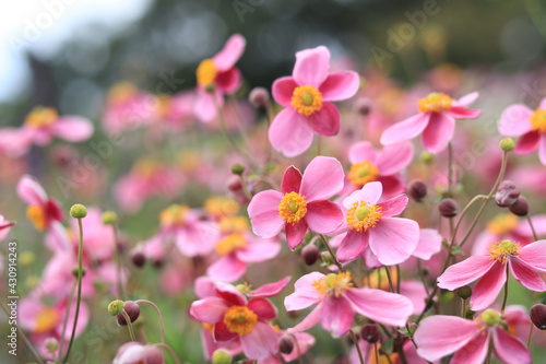 Flowers such as cosmos taken in autumn kanagawa japan