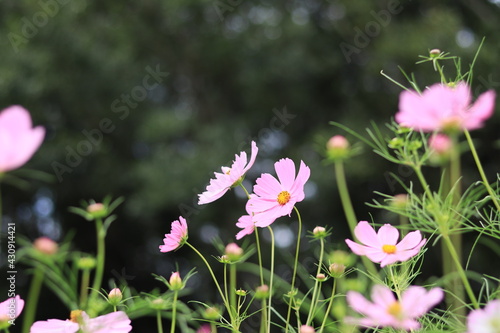 Flowers such as cosmos taken in autumn,kanagawa,japan