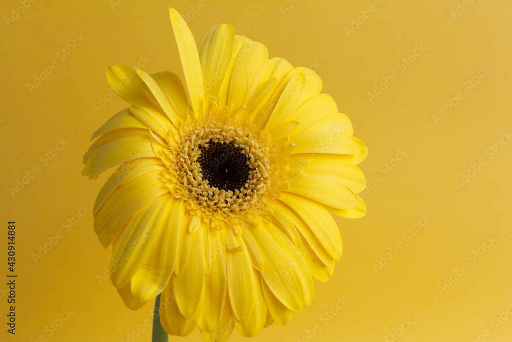 One yellow gerbera flower on yellow background One yellow gerbera flower on yellow background