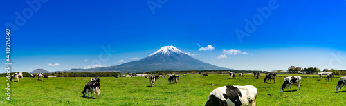 Canvastavla 静岡県富士宮市の朝霧高原牧場の牛の群れと雄大な富士山