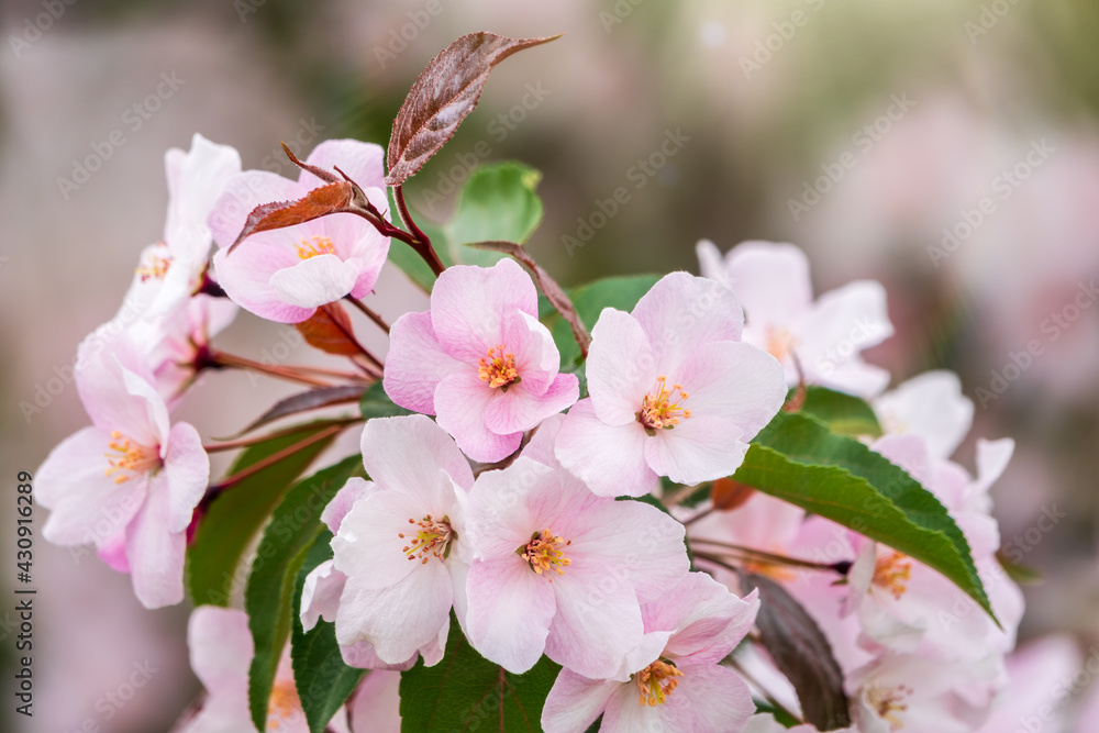 Fototapeta premium Fresh pink flowers of a blossoming apple tree with blured background