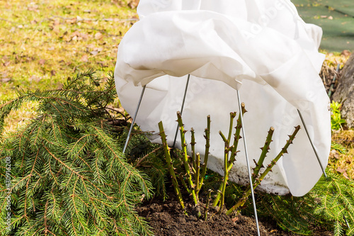 Overwintered rose bush after covering with non-woven breathable material and spruce branches. photo