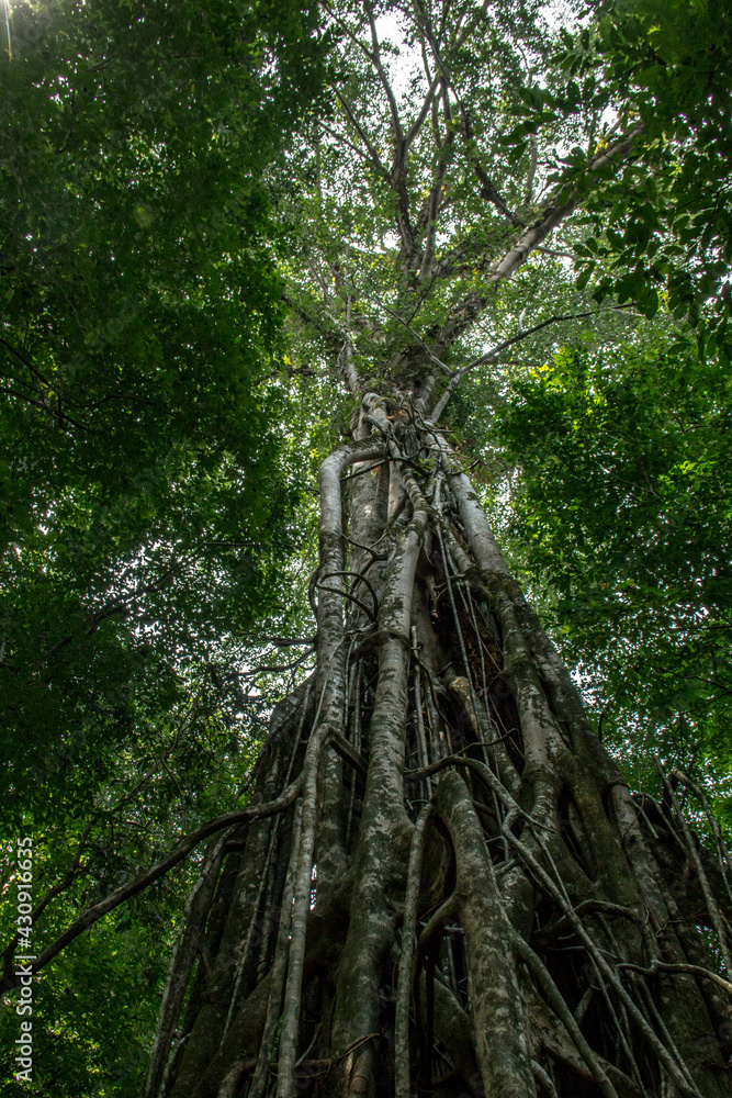 Fototapeta premium Giant Tree in the Forest