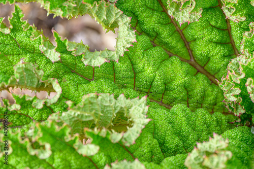 Fresh young growth of Gunnera Tinctoria leaf, welcome to spring
 photo