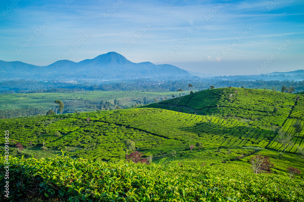 Fototapeta premium Morning at Tea Gardens