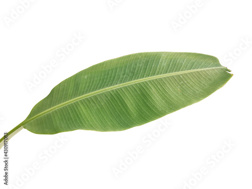 Banana leaves on a white background
