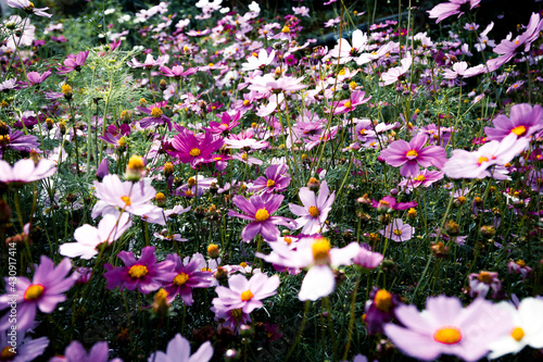 Cosmos flowers background in vintage style Pink cosmos on field in sunset time Field of cosmos flower.
