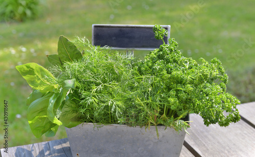 aromatic herbs like basil, parsley and bill fresh put in a metal gardener wit...