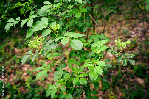 Buds on a branch of elderberry with leaves.