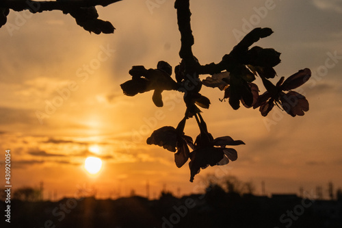 河津桜と夕日