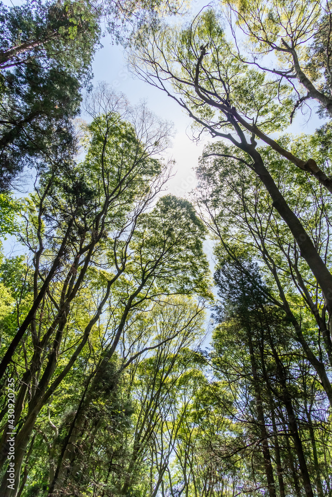 Fototapeta premium 新緑の森 Landscape of the fresh green forest