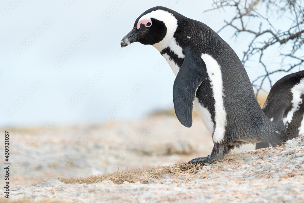 Fototapeta premium African jackass penguin (Spheniscus demersus) on the rocks in the wild at Boulders Beach, Cape Town, South Africa