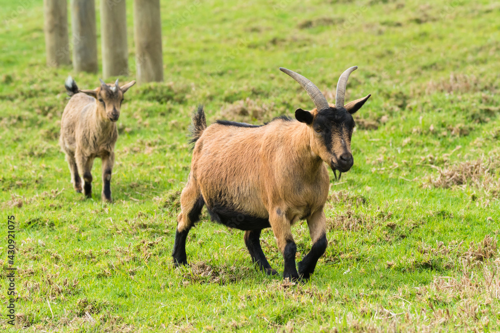 nanny goat and young goat following her in a pasture nanny goat and young goat following her in a pasture