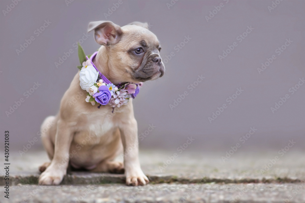 Cute French Bulldog dog puppy with floppy ears wearing a purple flower collar in front of gray wall