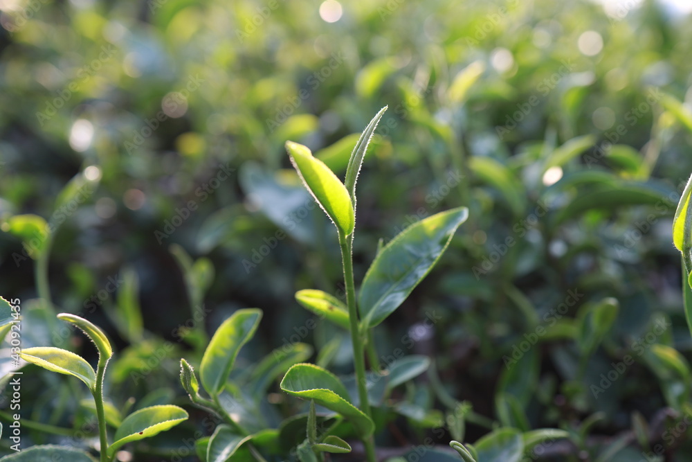 Green tea leaves in a tea plantation Closeup, Top of Green tea leaf in the morning Green tea leaves in a tea plantation Closeup, Top of Green tea leaf in the morning