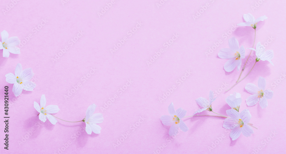 white flowers on pink paper background