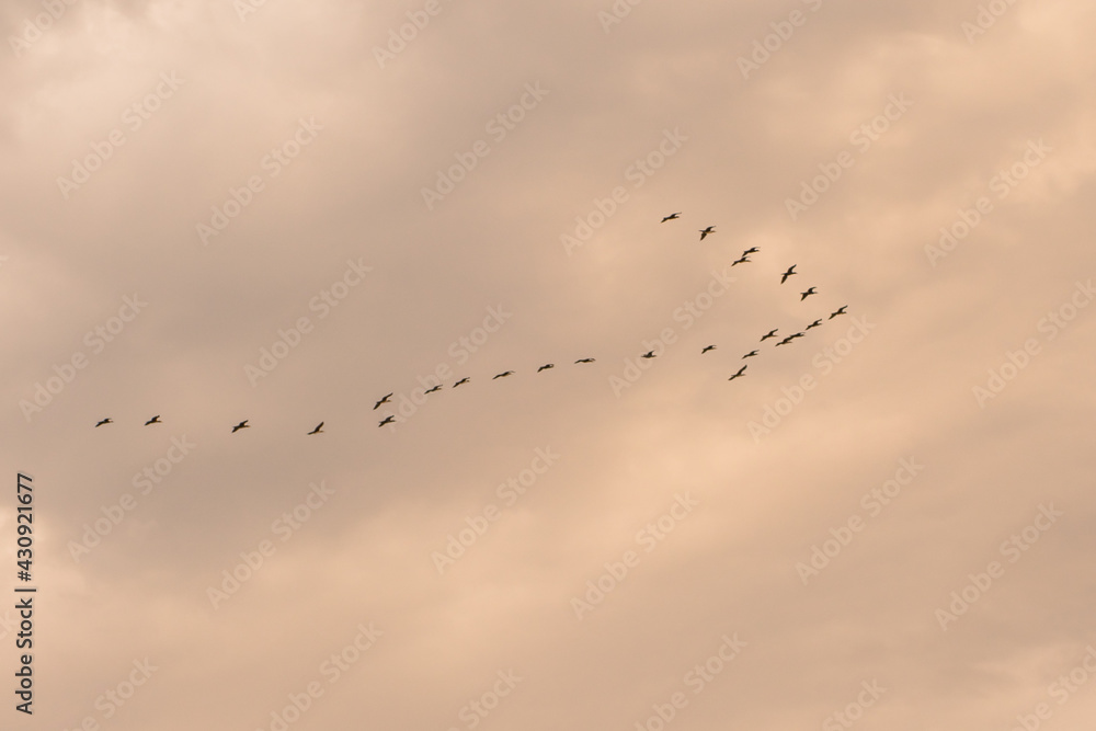 A flock of migratory birds flying in a wedge in the cloudy sky A flock of migratory birds flying in a wedge in the cloudy sky