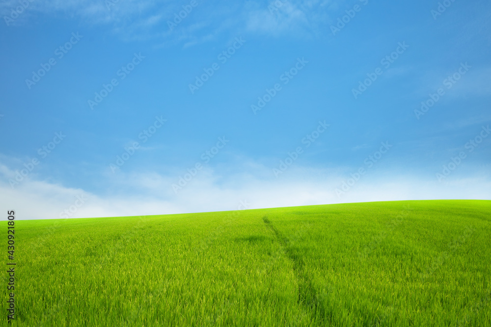 Green meadows with blue sky and clouds background. Green meadows with blue sky and clouds background.