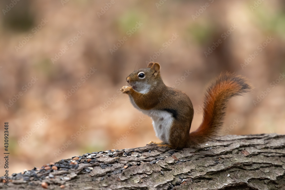 American red squirrel ((Tamiasciurus hudsonicus) known as the pine squirrel, North American red squirrel and chickaree. American red squirrel ((Tamiasciurus hudsonicus) known as the pine squirrel, North American red squirrel and chickaree.