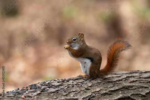 American red squirrel ((Tamiasciurus hudsonicus) known as the pine squirrel, North American red squirrel and chickaree. photo