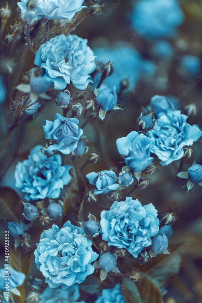 Blue roses in the garden, abstract background. Blue roses in the garden, abstract background.