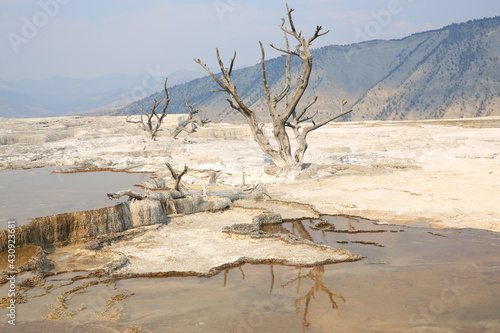 Yellowstone National Park in Wyoming  USA