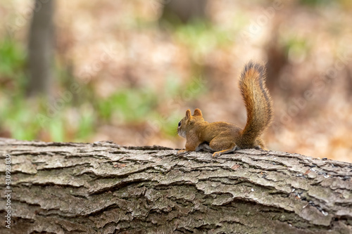 The American red squirrel -Tamiasciurus hudsonicus in the park © Denny