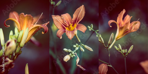 Fototapeta Naklejka Na Ścianę i Meble -  Lily flowers in the garden closeup, evening lighting, tribtych.