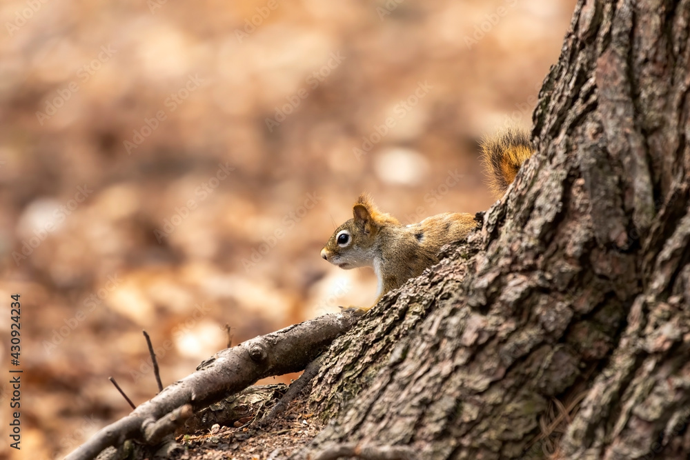American red squirrel ((Tamiasciurus hudsonicus) known as the pine squirrel, North American red squirrel and chickaree. American red squirrel ((Tamiasciurus hudsonicus) known as the pine squirrel, North American red squirrel and chickaree.