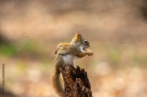The American red squirrel -Tamiasciurus hudsonicus in the park