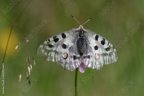 Butterfly on a flower (Parnassius apollo)