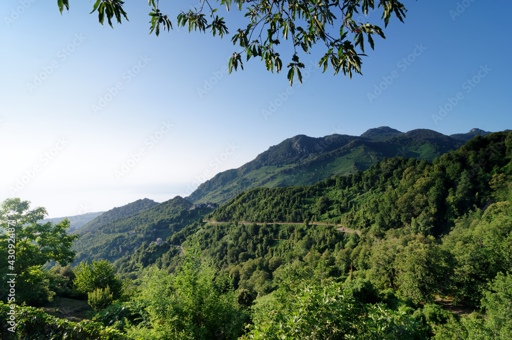 Mountain and forest of Costa verde in eastern coast of Corsica Mountain and forest of Costa verde in eastern coast of Corsica