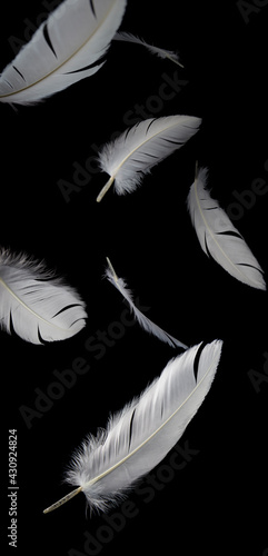 White Bird Feathers Falling Down In The Dark. Vertical Black Background.