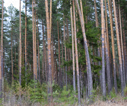 dark coniferous forest with tall trees pines and a blue sky on a spring day